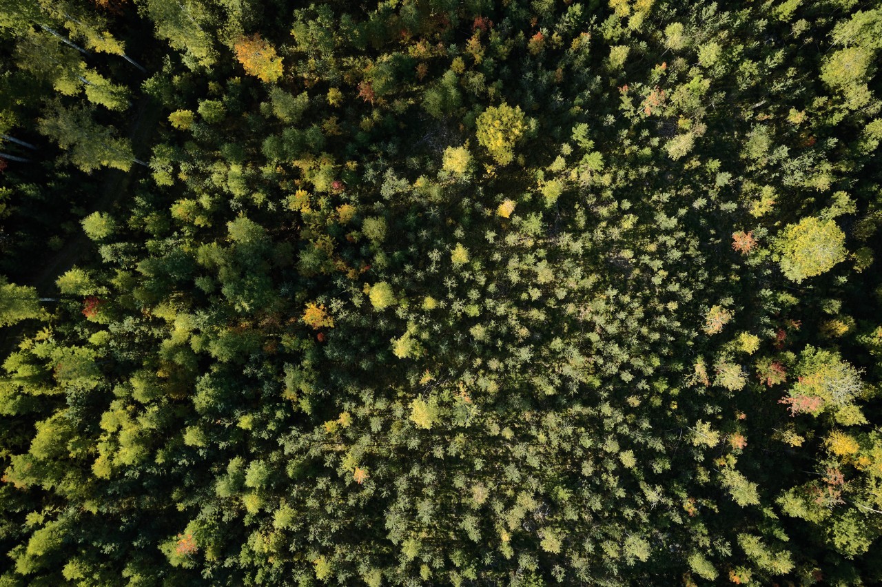 Protección de los recursos forestales