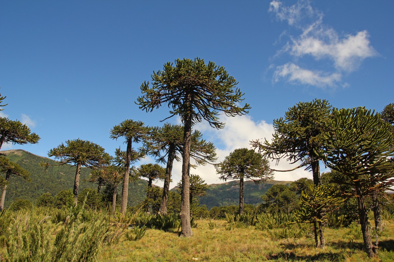 Website-pro-mata-araucaria-adobestock_HQ_P_2022-05-0001