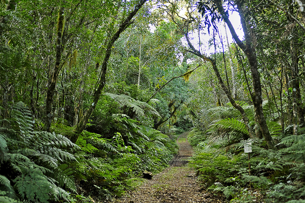 Website-forest_HQ_P_2022-05-0001